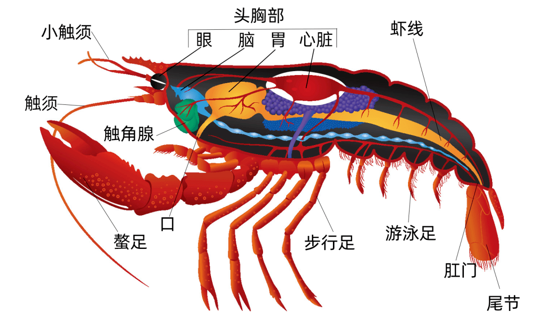 小龍蝦頭里的是“屎”還是“黃”？能吃嗎？